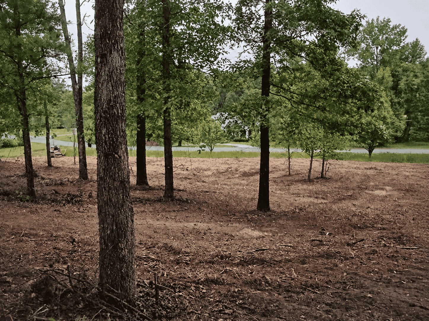 Wooded lot after forestry mulching with understory cleared and mature trees retained