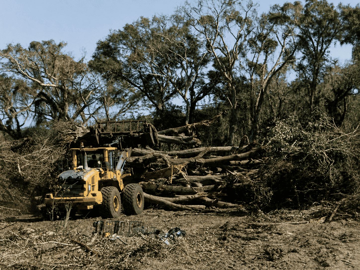 Wheel loader stacking cleared timber during a land clearing job in Hampton Roads